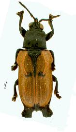   Xenarescus  male habitus. 